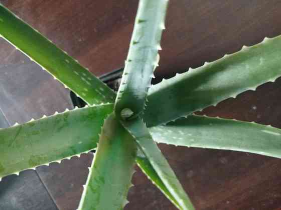 Комнатный цветок Алое вера недорого Донецк