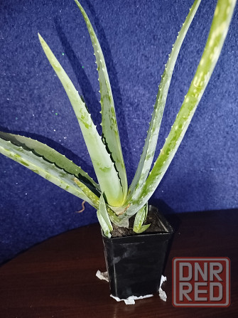 Комнатный цветок Алое вера недорого Донецк - изображение 1