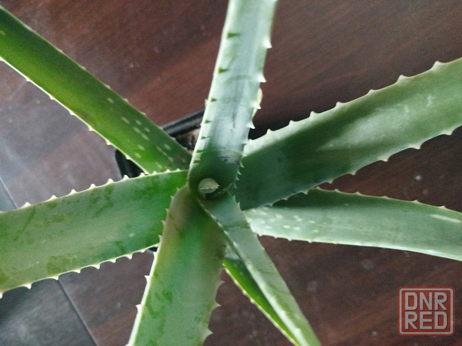 Комнатный цветок Алое вера недорого Донецк - изображение 3