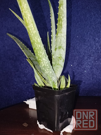 Комнатный цветок Алое вера недорого Донецк - изображение 2