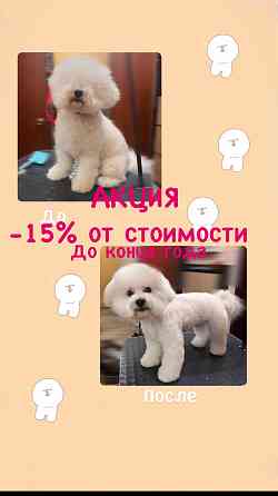 Стрижка собак Донецк