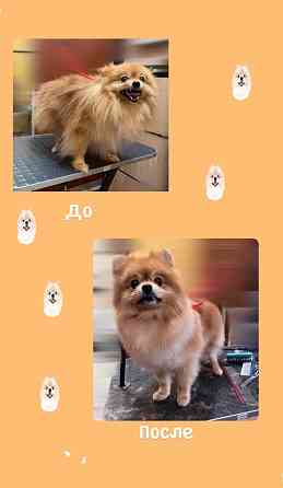 Стрижка собак Донецк