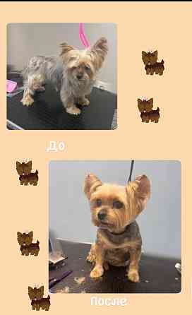 Стрижка собак Донецк