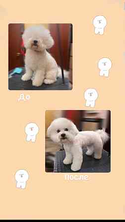 Стрижка собак Донецк