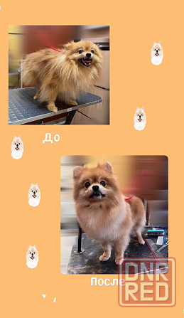 Стрижка собак Донецк - изображение 3