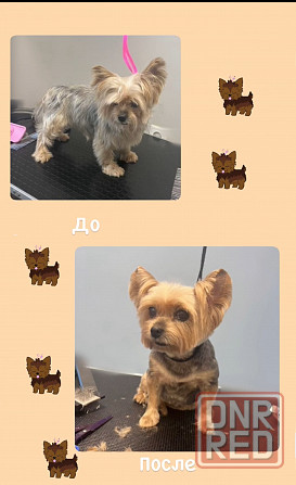 Стрижка собак Донецк - изображение 2