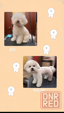 Стрижка собак Донецк - изображение 4