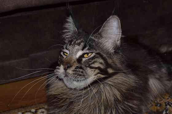 Мейн кун Донецк