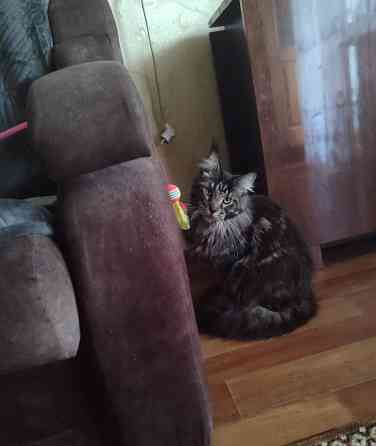 Мейн кун Донецк