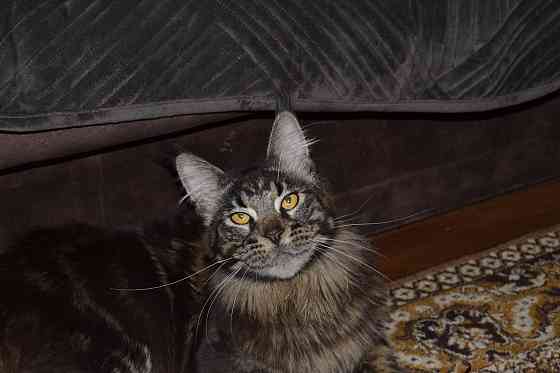 Мейн кун Донецк