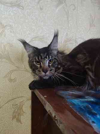 Мейн кун Донецк