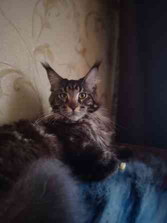 Мейн кун Донецк