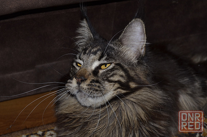 Мейн кун Донецк - изображение 3