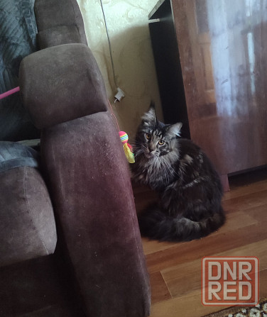 Мейн кун Донецк - изображение 4