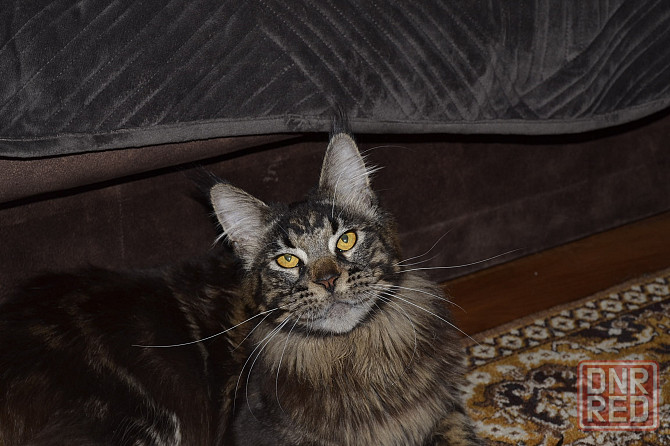 Мейн кун Донецк - изображение 2