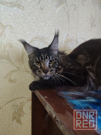 Мейн кун Донецк - изображение 6