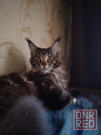 Мейн кун Донецк - изображение 1