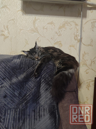 Мейн кун Донецк - изображение 5