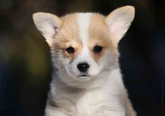 Щенки вельш корги пемброк питомник TelmanHaus Луганск