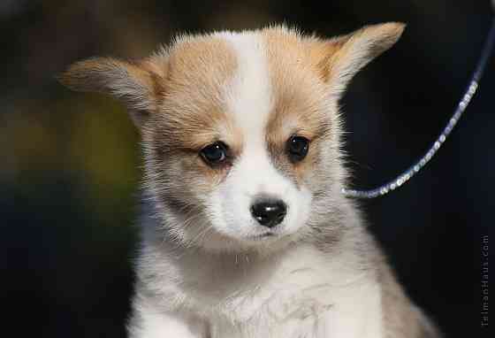 Щенки вельш корги пемброк питомник TelmanHaus Луганск