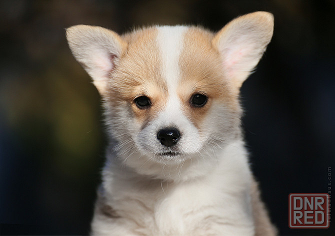 Щенки вельш корги пемброк питомник TelmanHaus Луганск - изображение 2