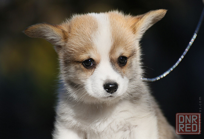 Щенки вельш корги пемброк питомник TelmanHaus Луганск - изображение 1