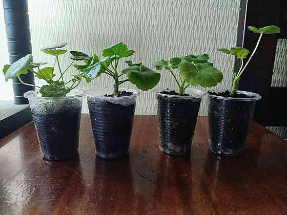 антуриум, хойя, орхидея, пеларгония Донецк