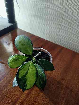 антуриум, хойя, орхидея, пеларгония Донецк