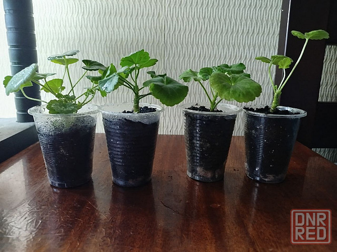 антуриум, хойя, орхидея, пеларгония Донецк - изображение 4