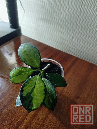 антуриум, хойя, орхидея, пеларгония Донецк - изображение 3