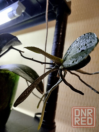 антуриум, хойя, орхидея, пеларгония Донецк - изображение 2