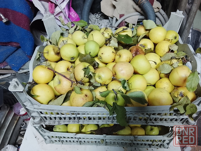 Яблоки Донецк - изображение 1