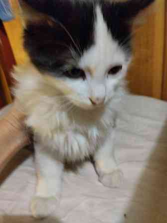 Котики Донецк