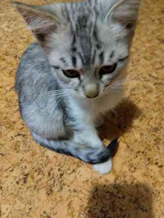 Котики Донецк