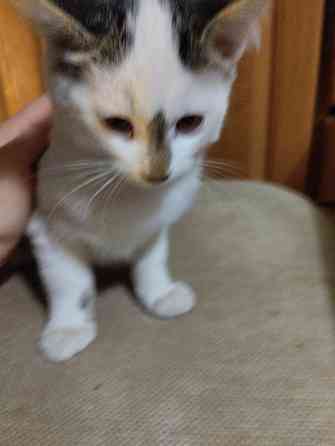 Котики Донецк