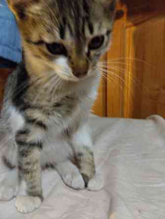 Котики Донецк