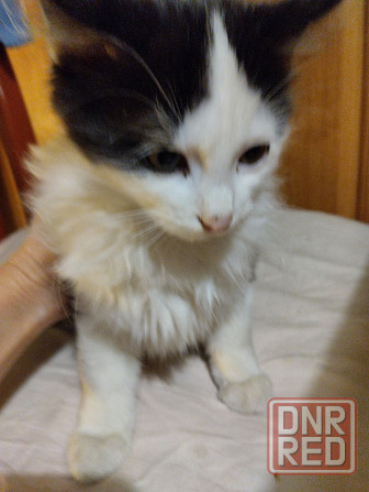 Котики Донецк - изображение 4