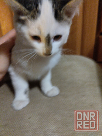 Котики Донецк - изображение 1