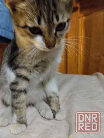 Котики Донецк - изображение 3