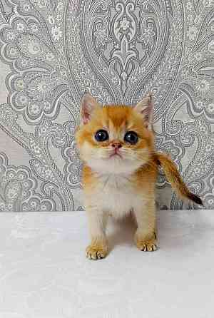 Мальчик в золотом окрасе Донецк