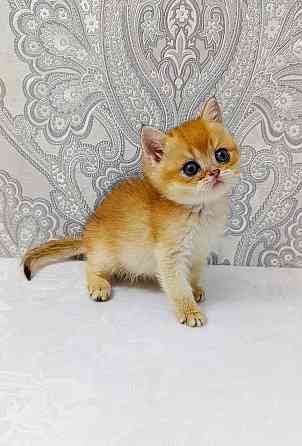 Мальчик в золотом окрасе Донецк