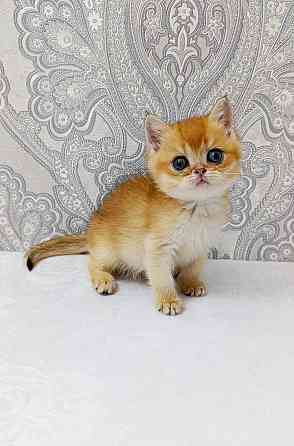 Мальчик в золотом окрасе Донецк