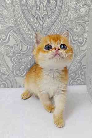 Мальчик в золотом окрасе Донецк