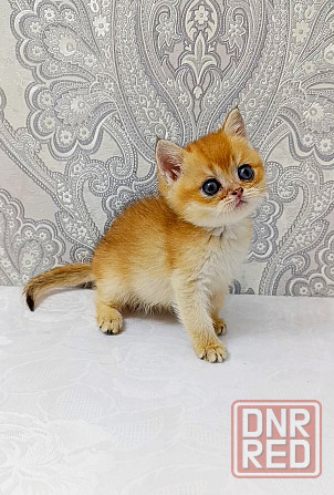 Мальчик в золотом окрасе Донецк - изображение 4