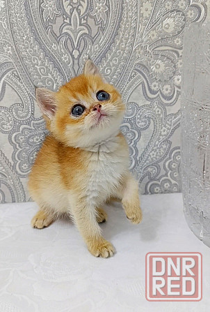 Мальчик в золотом окрасе Донецк - изображение 3