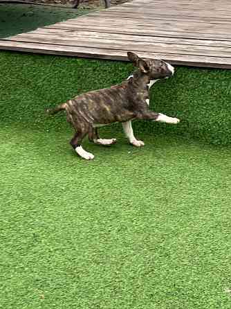 Щенки миниатюрного бультерьера Донецк