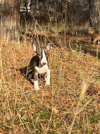 Щенки миниатюрного бультерьера Донецк