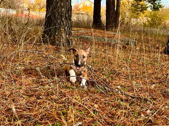 Щенки миниатюрного бультерьера Донецк