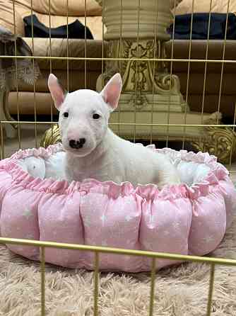 Щенки миниатюрного бультерьера Донецк