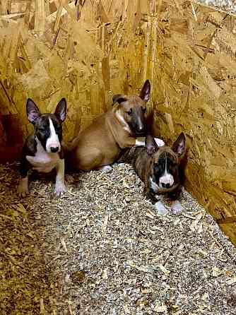 Щенки миниатюрного бультерьера Донецк